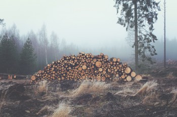 Some logs that you can burn down.